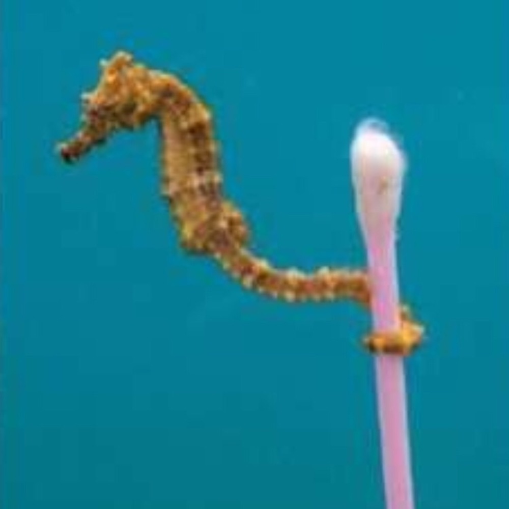 Meet your Posher, Rylee